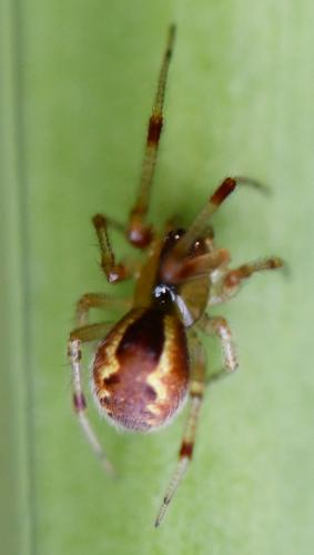 Réf. 269 022 : Anelosimus vittatus